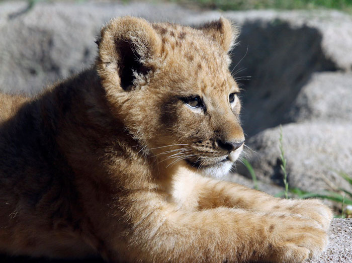 Bahati, The Adorable Lion Cub That Was The Model For Simba In the Lion King remake