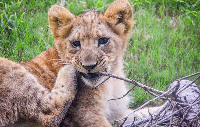 Bahati, The Adorable Lion Cub That Was The Model For Simba In the Lion King remake