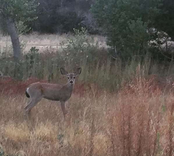 A brave man jumps in a lake to save life of a drowning baby deer