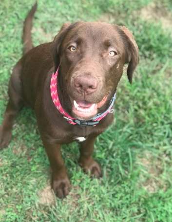 This Brave Little Dog Thought Her Human Needed Her To Be Rescued