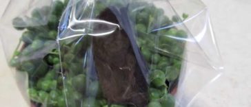 Employees make a shocking discovery in a plant wrapped in plastic packaging