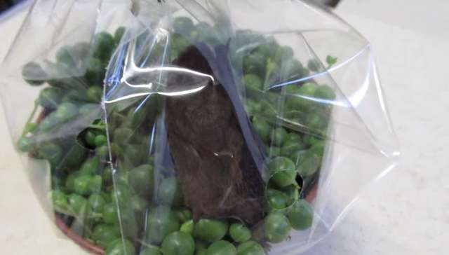 Employees make a shocking discovery in a plant wrapped in plastic packaging