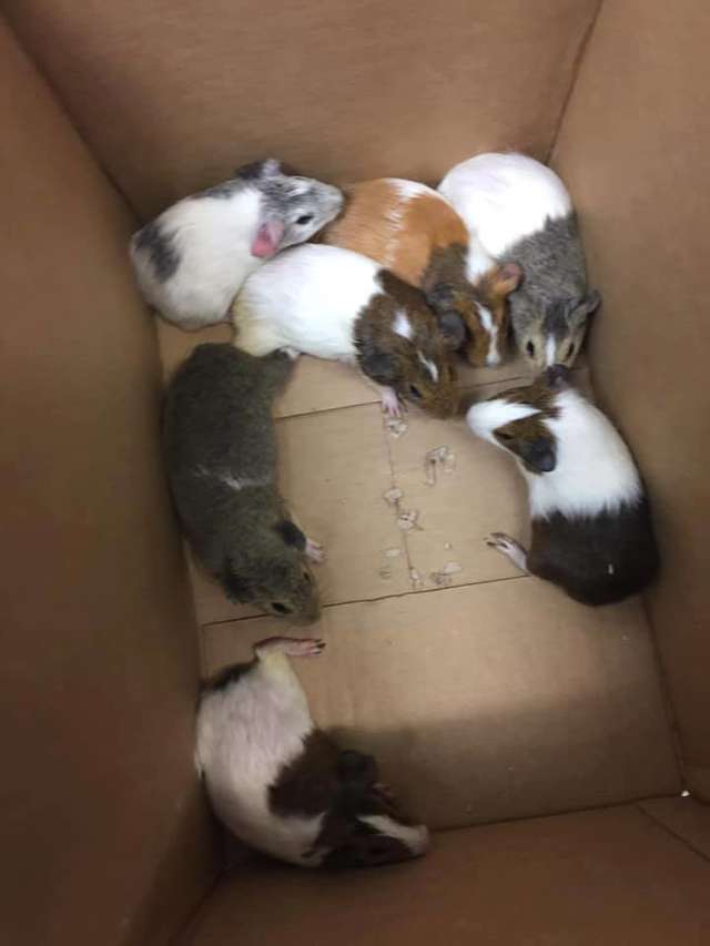 Woman hands over a box full of 35 Guinea Pigs to a local shelter