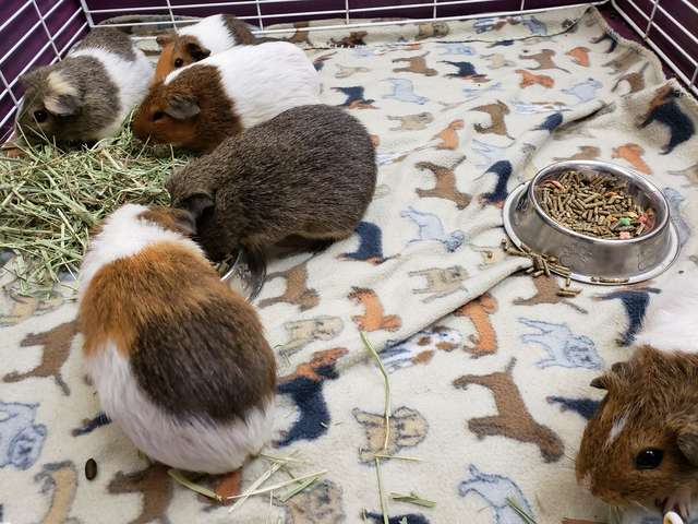 Woman hands over a box full of 35 Guinea Pigs to a local shelter