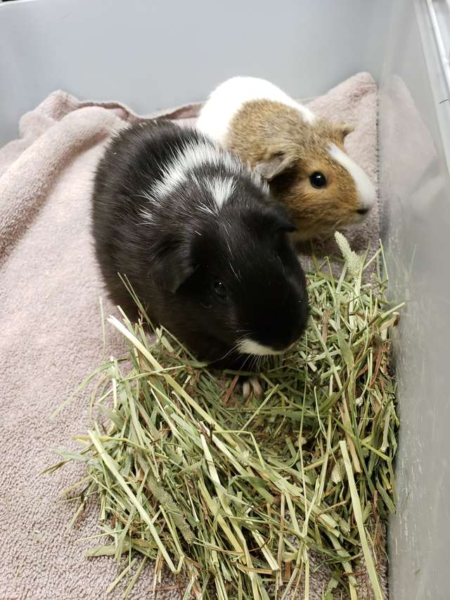 Woman hands over a box full of 35 Guinea Pigs to a local shelter
