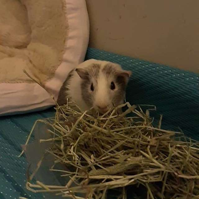 Woman hands over a box full of 35 Guinea Pigs to a local shelter