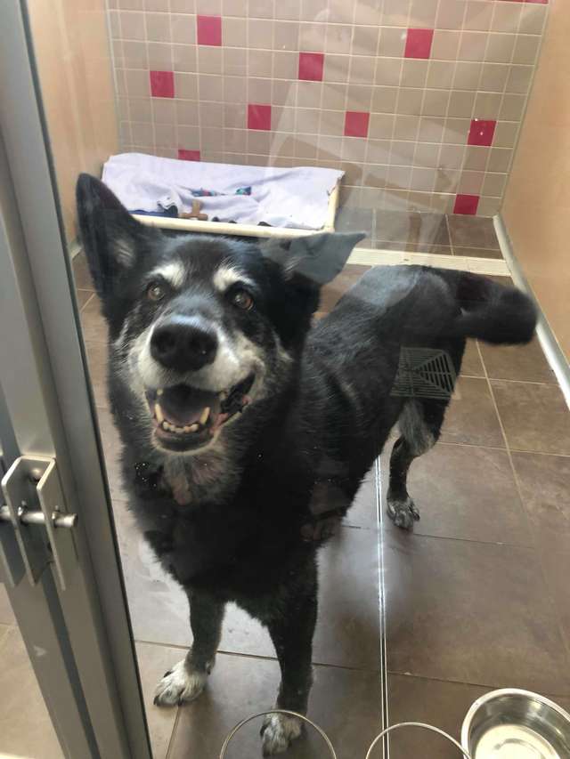 Rescue Dog Only Clams Down After Getting A Toy Of Her Own