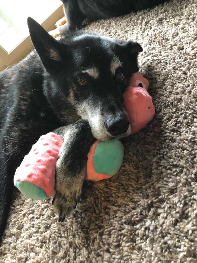Rescue Dog Only Clams Down After Getting A Toy Of Her Own