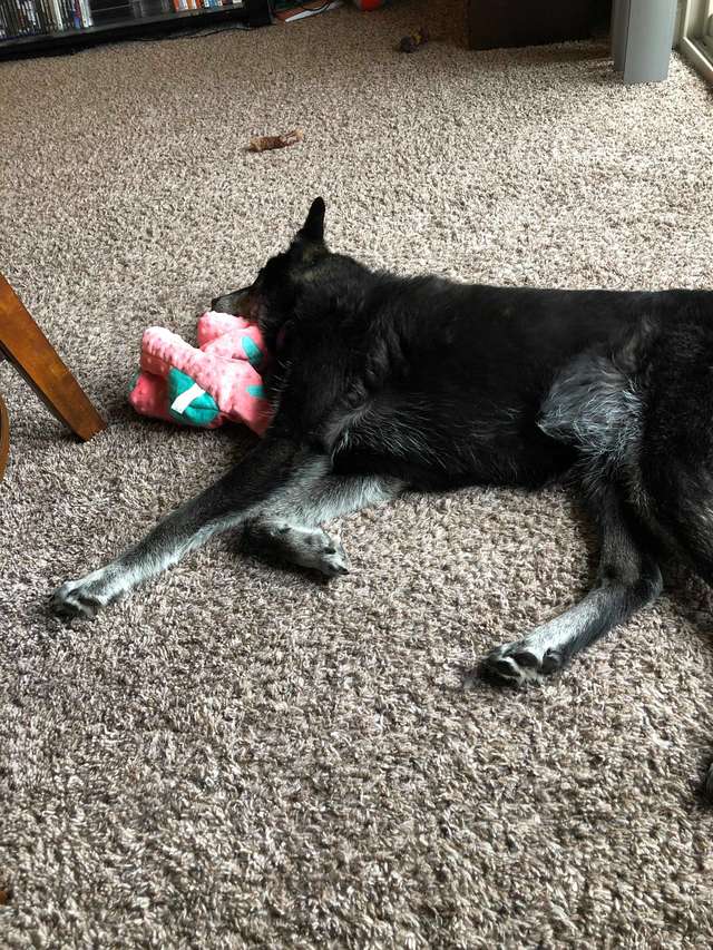 Rescue Dog Only Clams Down After Getting A Toy Of Her Own