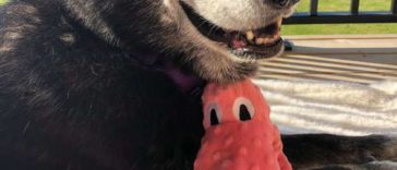 Rescue Dog Only Clams Down After Getting A Toy Of Her Own