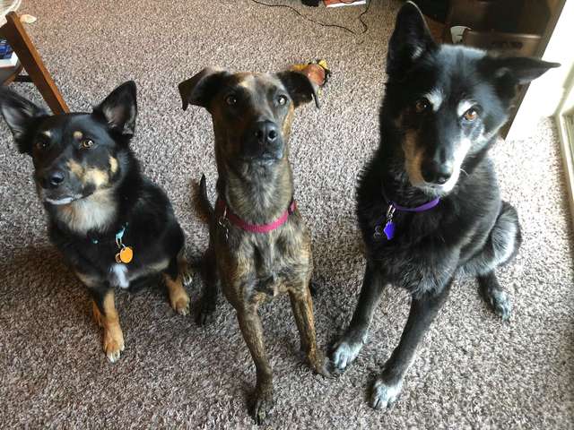 Rescue Dog Only Clams Down After Getting A Toy Of Her Own