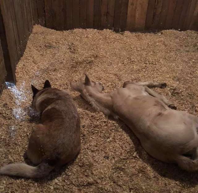 cattle dog cared for the poor foal with his loving presence