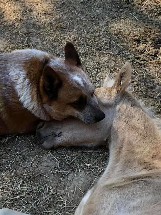 cattle dog love with poor foal
