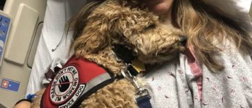 Service Dog Has A Video Call With His Mom From Hospital And Gives The Sweetest Reaction