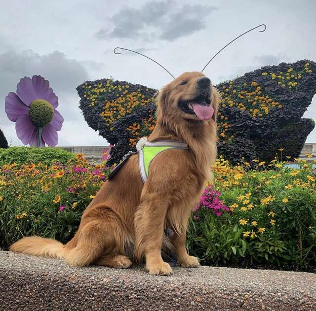 Dog Looks Like Butterfly