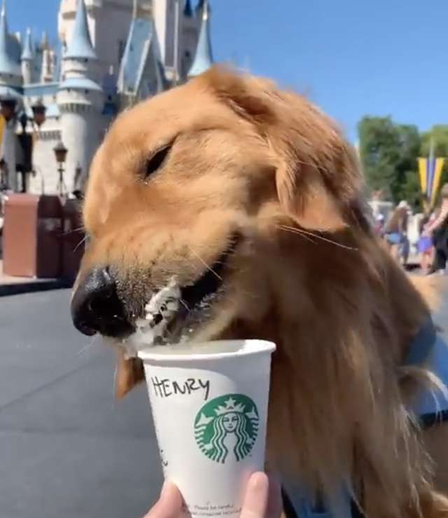 Service Dog Drinking Milk