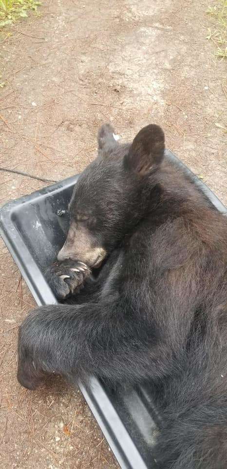 Bear Taking Rest