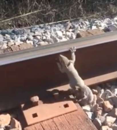 A Squirrel Got Trapped On A Railroad Track And Then Asks A human For help
