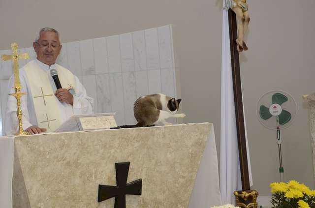 Cat Cleans their Paws Beside pastor’s sermon