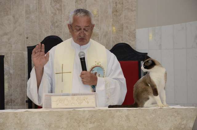 Cat Looks Towards Pastor’s Sermon
