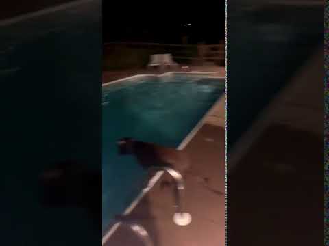 This Brave Little Dog Thought Her Human Needed Her To Be Rescued