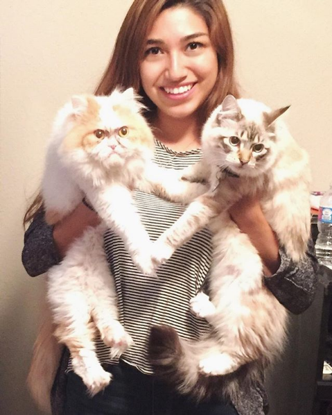 Louis, the Grumpy Cat is becoming a social media star with his 'angry expressions'