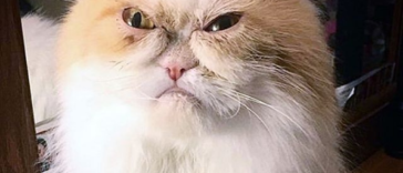 Louis, the Grumpy Cat is becoming a social media star with his 'angry expressions'