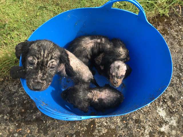 Puppies into blue bucket 