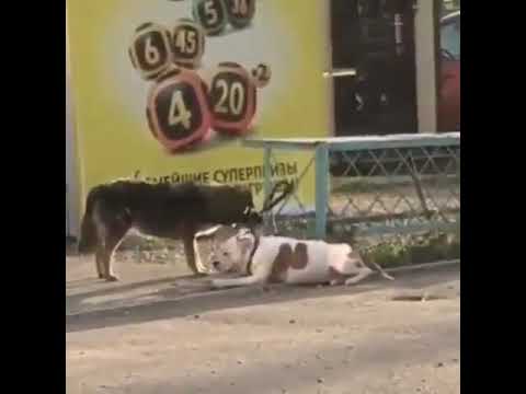 Dog Helps his Friend