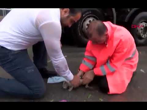 Amazing video shows a city worker saves a drowning cat and bringing it back to life