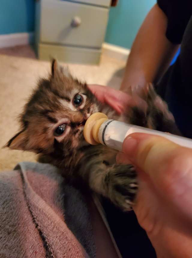 Rescue Kitten