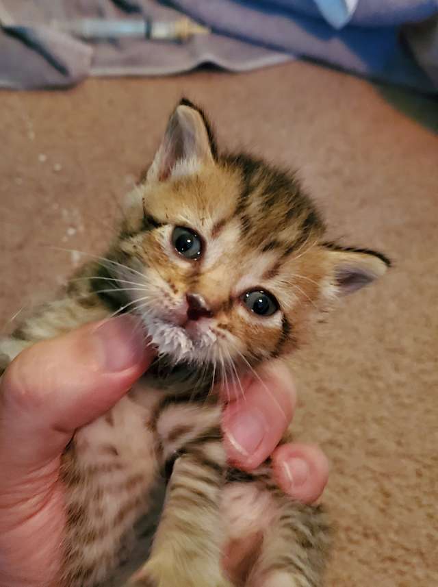Beautiful Kitten