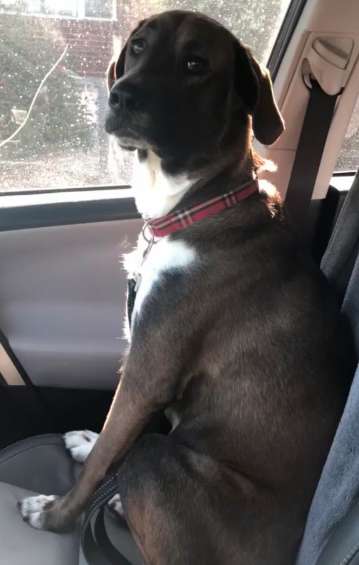 Dog ignores her owner after she picks him up from the vet