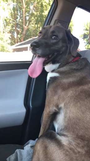 Dog ignores her owner after she picks him up from the vet