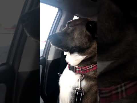 Dog ignores her owner after she picks him up from the vet