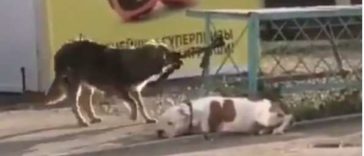 A stray dog helps a tied up dog get free from his leash