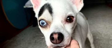Internet is going crazy over this Adorable and Unique-Looking Dog