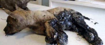 These puppies from Romania went on an adventure but `stuck in tar