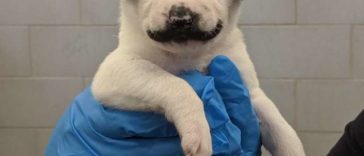 This Shelter Pup Is Born With The Most Adorable Handlebar Mustache