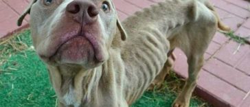 An Abused Sick Dog was tied by a chain so badly; he could not lie down to sleep