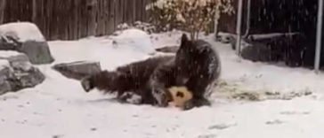 Bear Sneaks In A Backyard And Has Fun Playing With A Ball Lying There