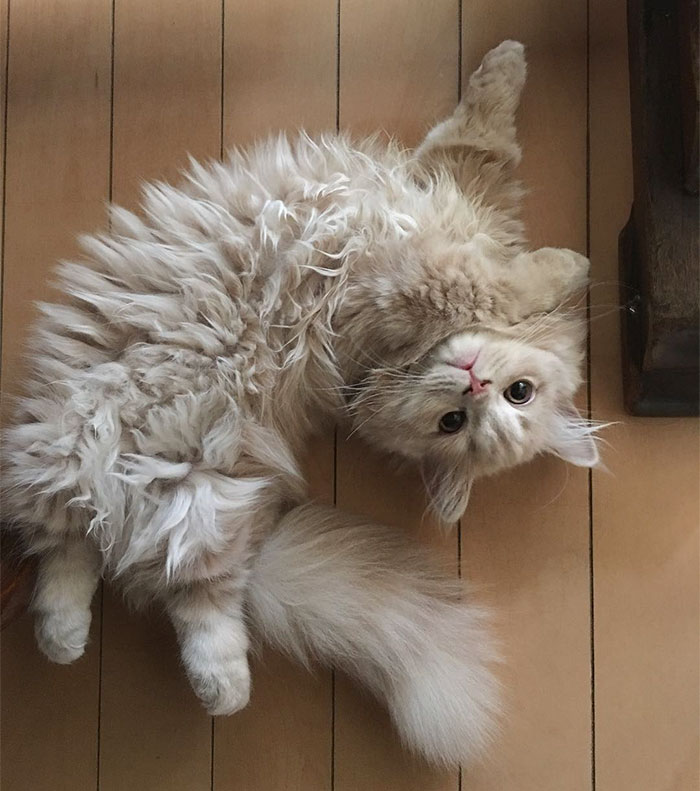 Bell, the Majestic Kitty With Tail As Fluffy As A Squirrel