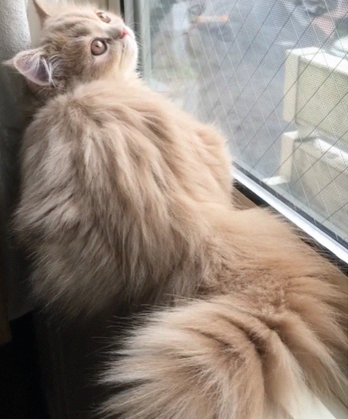 Bell, the Majestic Kitty With Tail As Fluffy As A Squirrel
