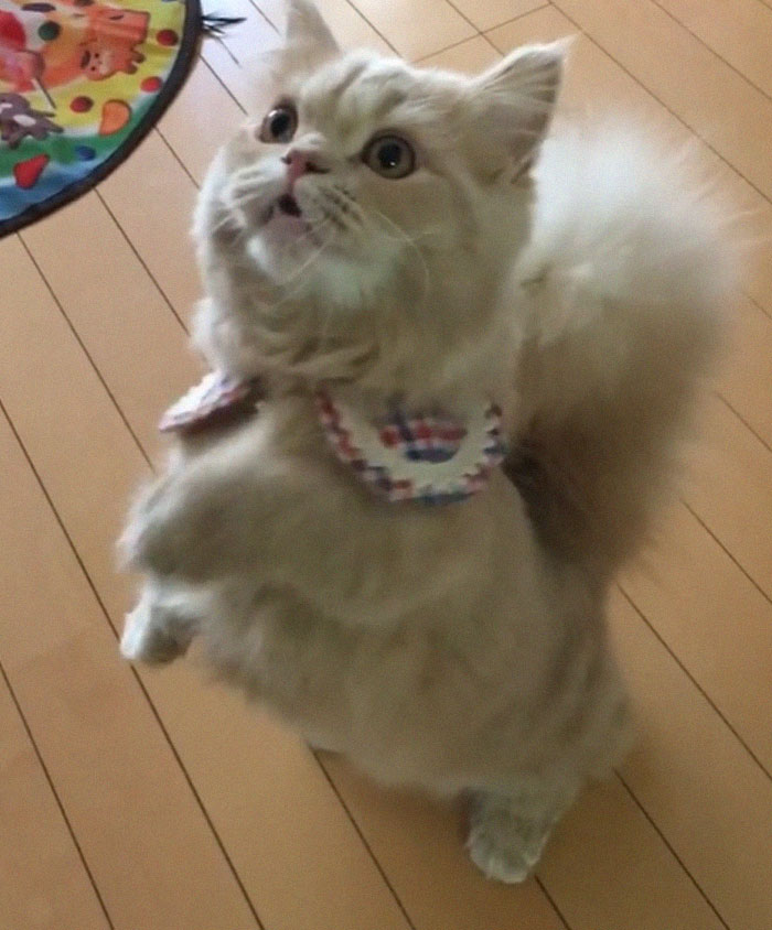 Bell, the Majestic Kitty With Tail As Fluffy As A Squirrel