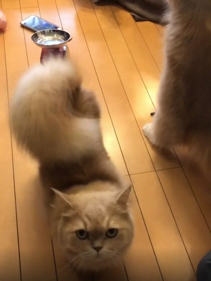 Bell, the Majestic Kitty With Tail As Fluffy As A Squirrel