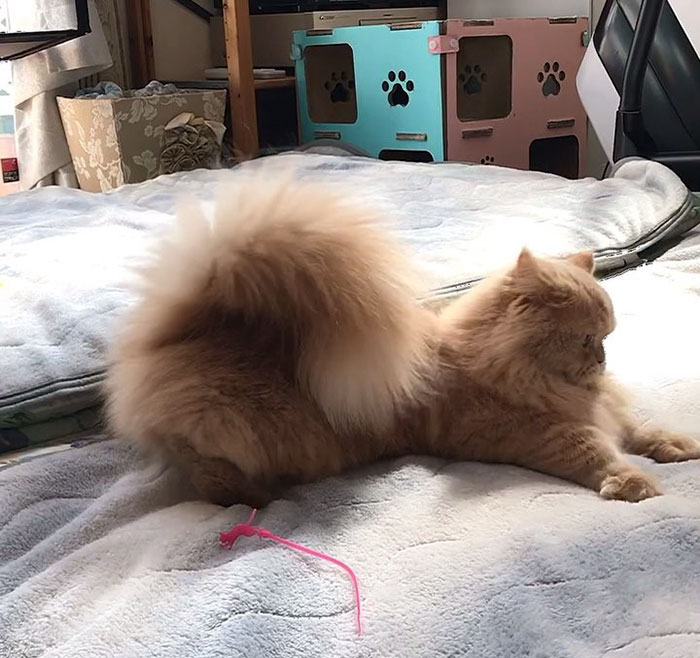 Bell, the Majestic Kitty With Tail As Fluffy As A Squirrel