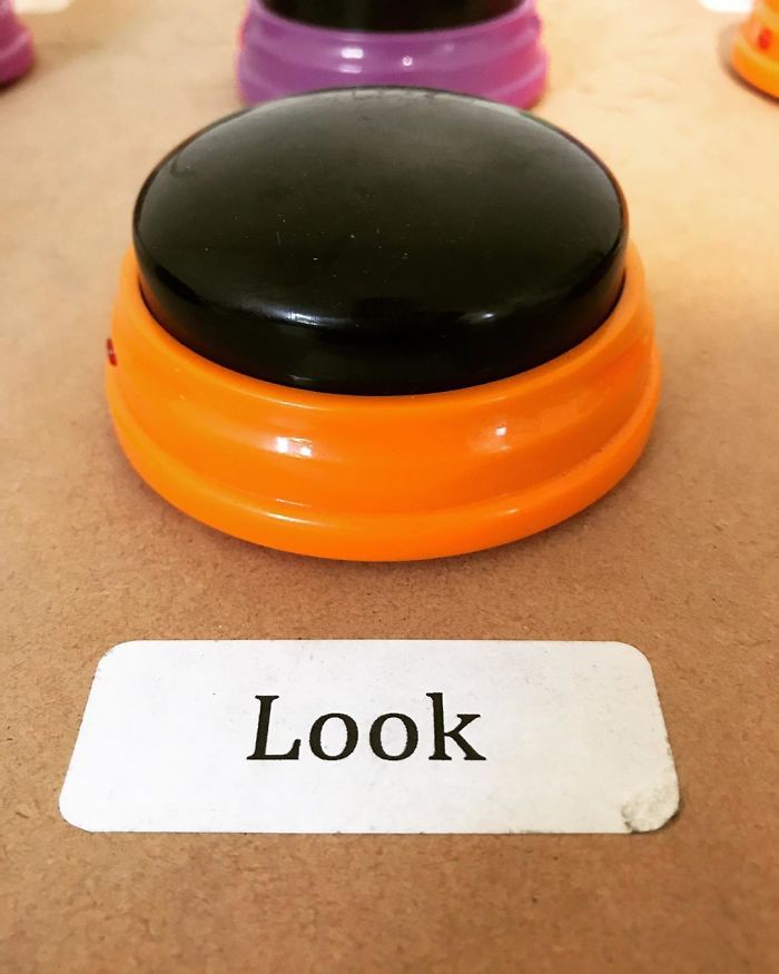 Stella, the dog learns Talking With Use Of A Special Word Machine, She Has Already Learnt 29 Words