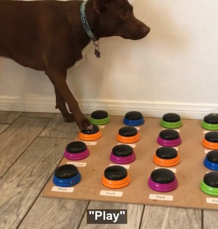 Stella, the dog learns Talking With Use Of A Special Word Machine, She Has Already Learnt 29 Words