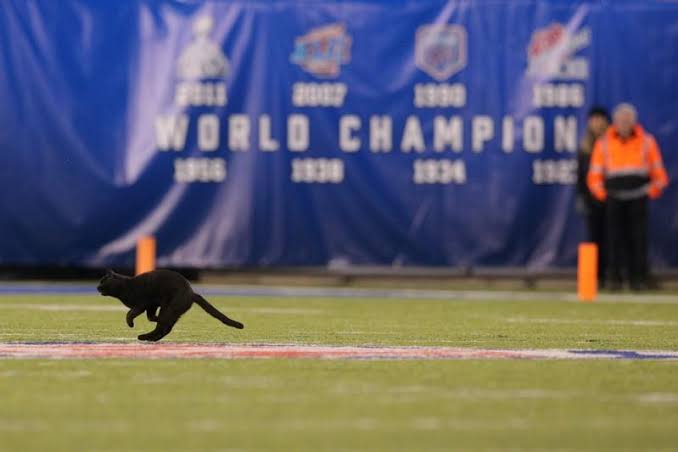Dogs Suddenly Show Interest In The Football Game As Soon As A Cat Storms On The Football Field