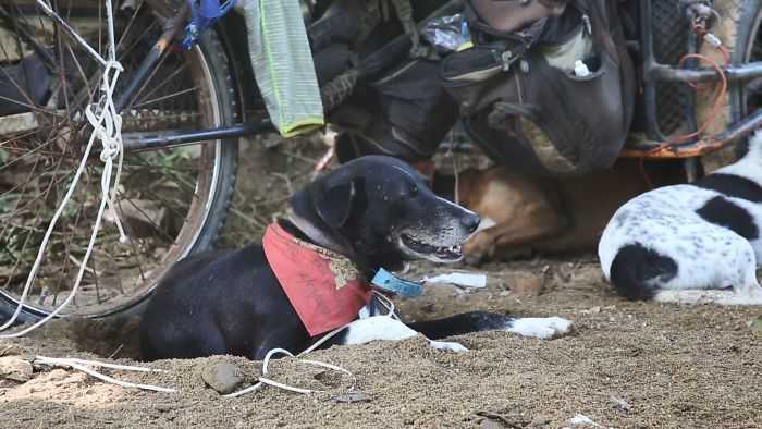 Edgardo Perros, The Man Who Walks Around Mexico With His Trolley In Effort to Save Hundreds Of The Homeless Dogs